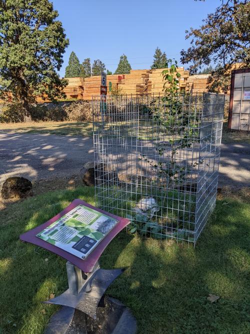 Informational pedestal in front of the Ginkgo sapling surrounded by a protective metal fence